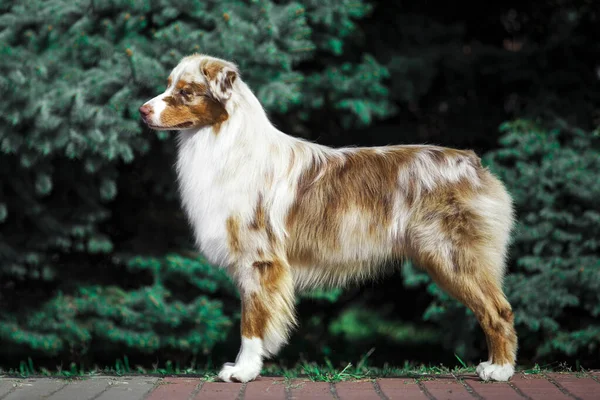 Schöner Australischer Schäferhund Freien — Stockfoto