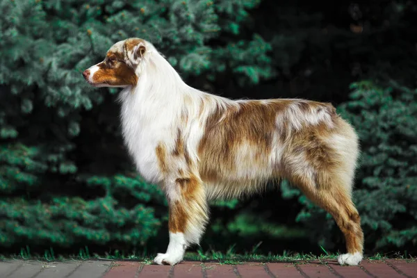 Чудовий Австралійський Собака Вулиці — стокове фото