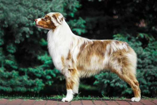 Schöner Australischer Schäferhund Freien — Stockfoto