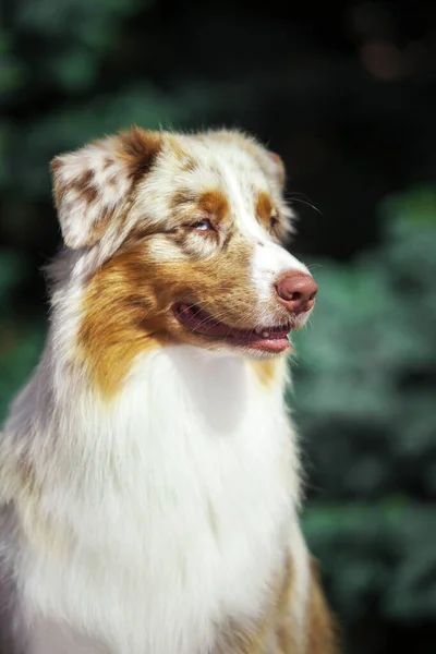 Beautiful Australian Shepherd Dog Outdoors — Stock Photo, Image