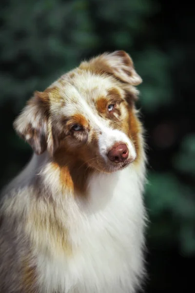 Beautiful Australian Shepherd Dog Outdoors — Stock Photo, Image