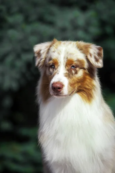 Krásný Australský Ovčák Venku — Stock fotografie