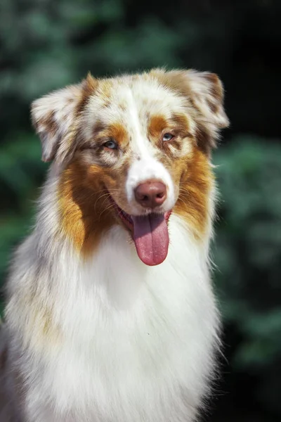 Beautiful Australian Shepherd Dog Outdoors — Stock Photo, Image