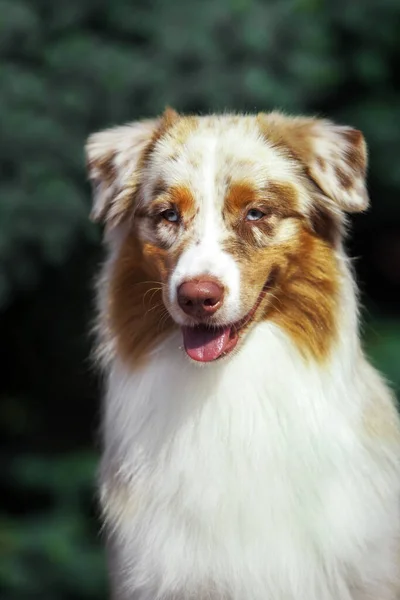 美丽的澳大利亚牧羊犬户外 — 图库照片