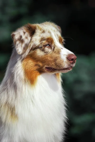 Hermoso Perro Pastor Australiano Aire Libre —  Fotos de Stock