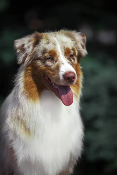 美丽的澳大利亚牧羊犬户外 — 图库照片