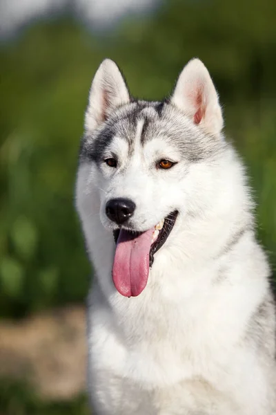 Bedårande Sibirisk Husky Hund Utomhus — Stockfoto