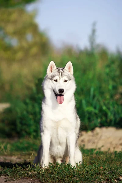 Schattige Siberische Husky Hond Buiten — Stockfoto