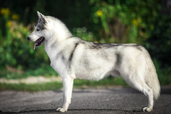 Adorable Perro Husky Siberiano Aire Libre —  Fotos de Stock