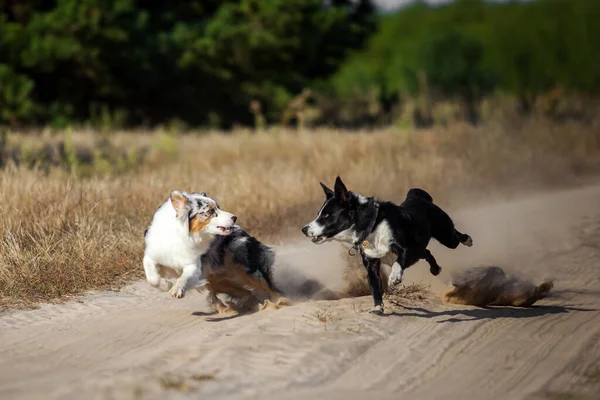 Schöner Australischer Schäferhund Freien — Stockfoto