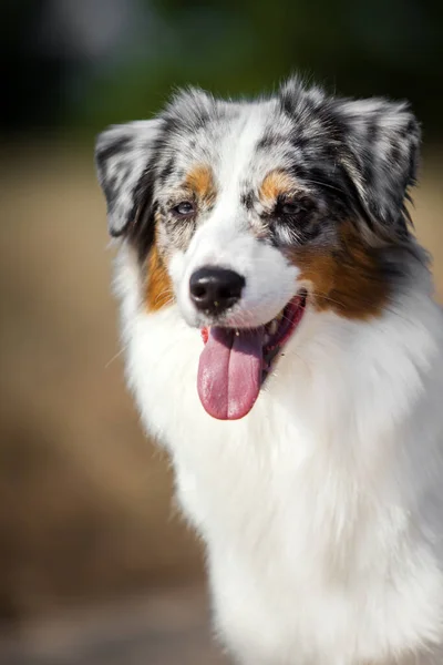 Beautiful Australian Shepherd Dog Outdoors — Stock Photo, Image