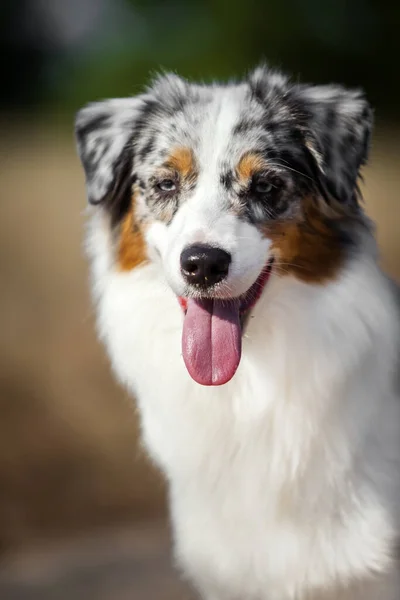 Hermoso Perro Pastor Australiano Aire Libre — Foto de Stock