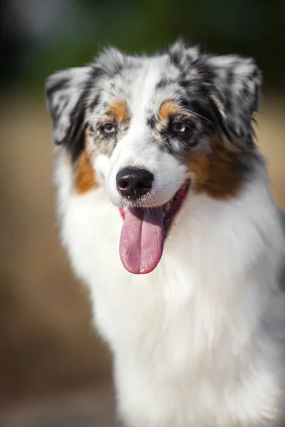 Vacker Australisk Herde Hund Utomhus — Stockfoto