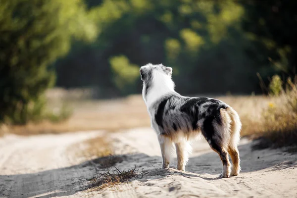 Чудовий Австралійський Собака Вулиці — стокове фото