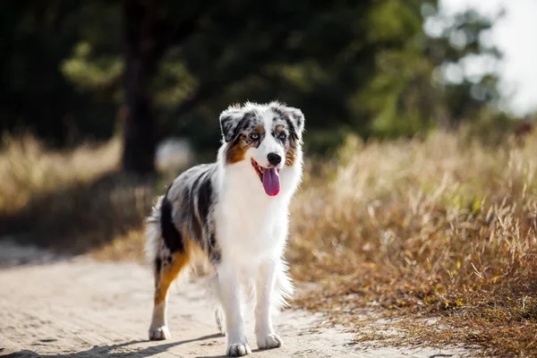 Hermoso Perro Pastor Australiano Aire Libre —  Fotos de Stock