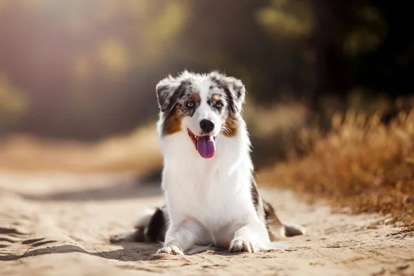Vacker Australisk Herde Hund Utomhus — Stockfoto