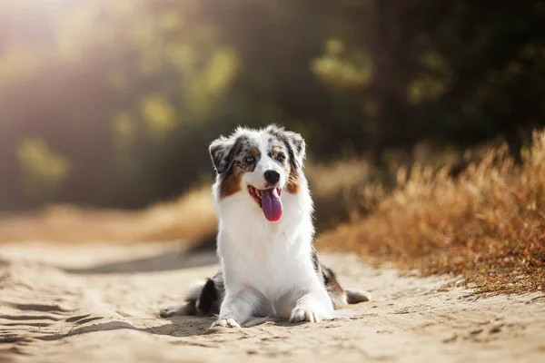 Hermoso Perro Pastor Australiano Aire Libre —  Fotos de Stock