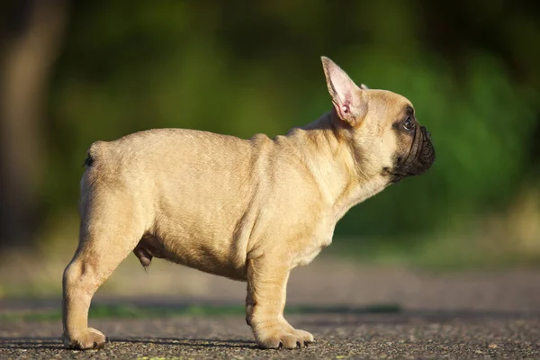 Drăguț Câine Buldog Francez Aer Liber — Fotografie, imagine de stoc