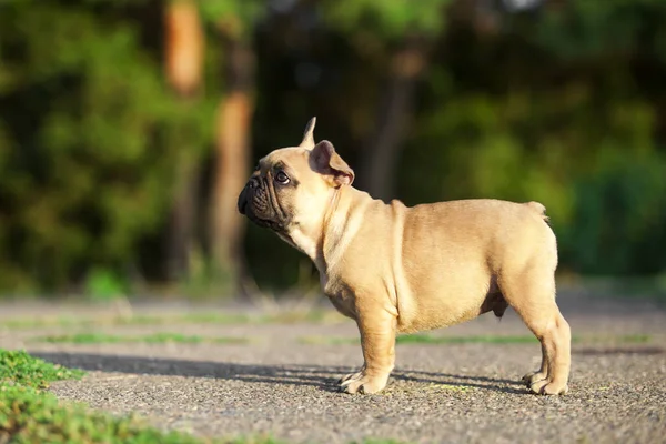 Niedliche Französische Bulldogge Freien — Stockfoto