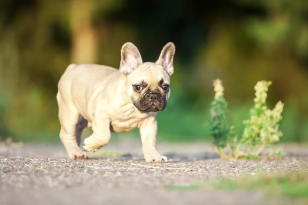 Söt Fransk Bulldogg Utomhus — Stockfoto