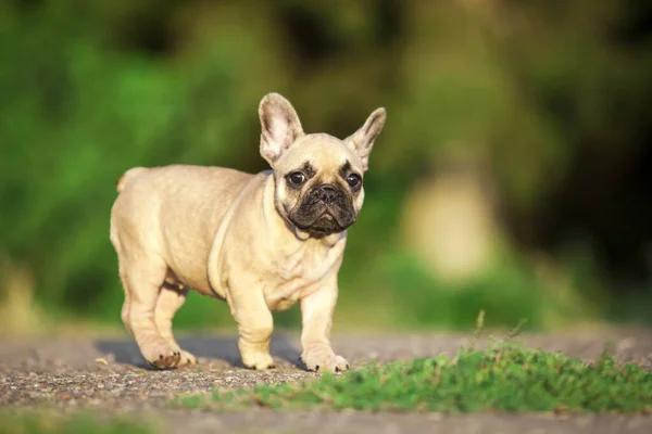 Cute French Bulldog Dog Outdoor — Stock Photo, Image