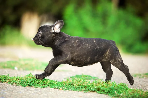 Aranyos Francia Bulldog Szabadban — Stock Fotó