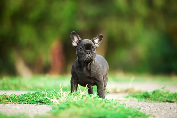 Aranyos Francia Bulldog Szabadban — Stock Fotó