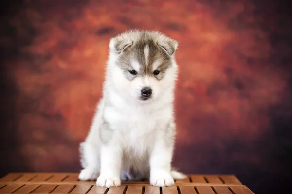 Roztomilý Siberian Husky Puppy Studiu — Stock fotografie