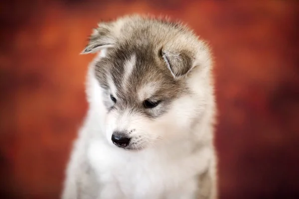 Bonito Siberiano Husky Filhote Cachorro Estúdio — Fotografia de Stock