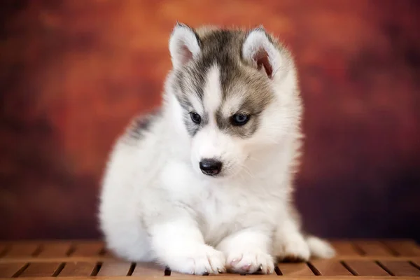 Cute Siberian Husky Puppy Studio — 图库照片