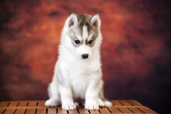 Cute Siberian Husky Puppy Studio — 스톡 사진