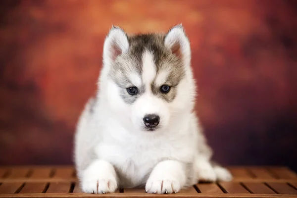 Schattig Siberisch Husky Puppy Studio — Stockfoto