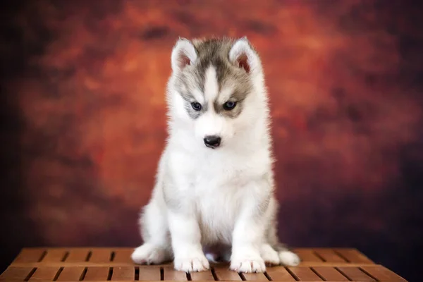 Cute Siberian Husky Puppy Studio — 스톡 사진