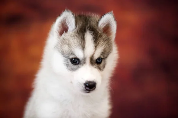 Χαριτωμένο Siberian Husky Κουτάβι Στο Στούντιο — Φωτογραφία Αρχείου