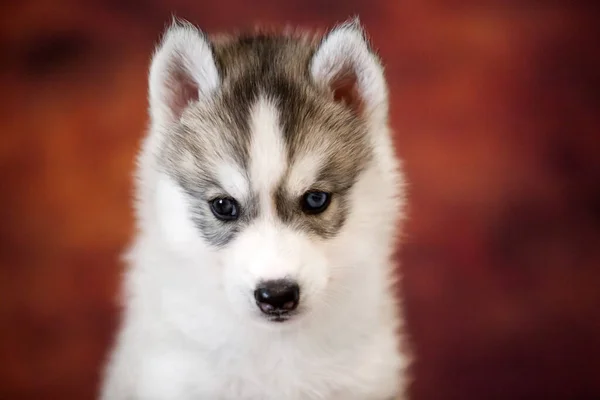 Bonito Siberiano Husky Filhote Cachorro Estúdio — Fotografia de Stock