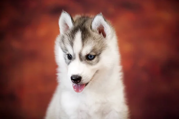 Niedlicher Sibirischer Husky Welpe Studio — Stockfoto