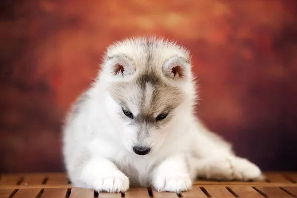 Roztomilý Siberian Husky Puppy Studiu — Stock fotografie
