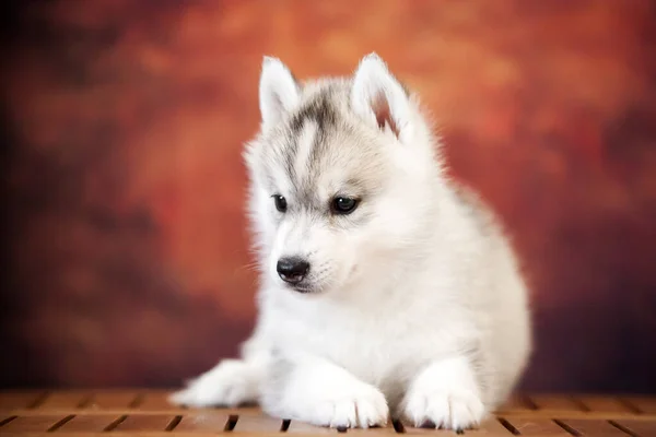 Bonito Siberiano Husky Filhote Cachorro Estúdio — Fotografia de Stock