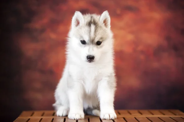 Cute Siberian Husky Puppy Studio — 图库照片