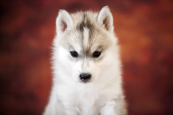Lindo Siberiano Husky Cachorro Estudio —  Fotos de Stock