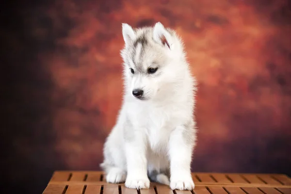 Lindo Siberiano Husky Cachorro Estudio —  Fotos de Stock