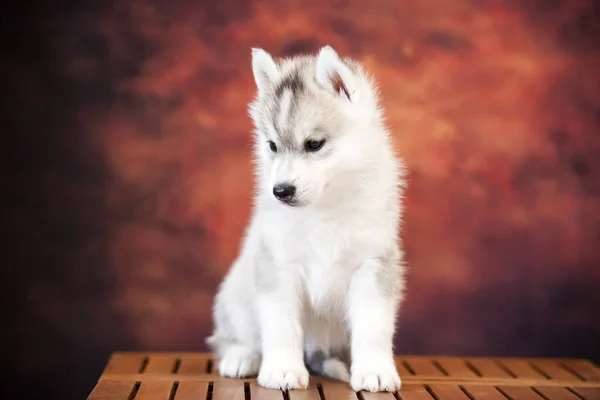 Cute Siberian Husky Puppy Studio — 图库照片