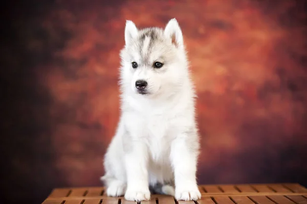 Stüdyoda Sevimli Sibirya Köpeciği — Stok fotoğraf