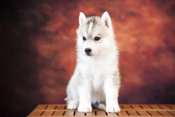 Bonito Siberiano Husky Filhote Cachorro Estúdio — Fotografia de Stock