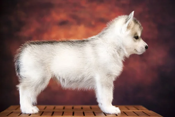 Cute Siberian Husky Puppy Studio — Stock Photo, Image