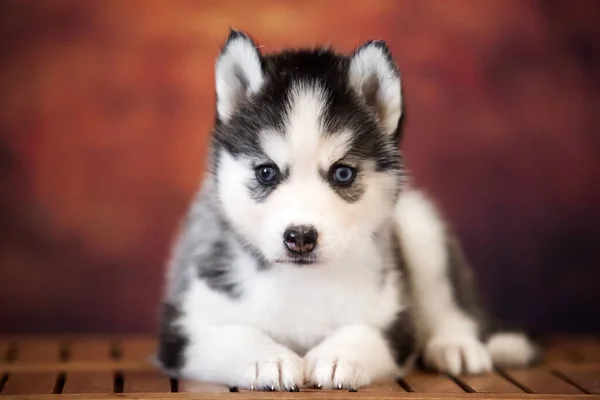 Bonito Siberiano Husky Filhote Cachorro Estúdio — Fotografia de Stock