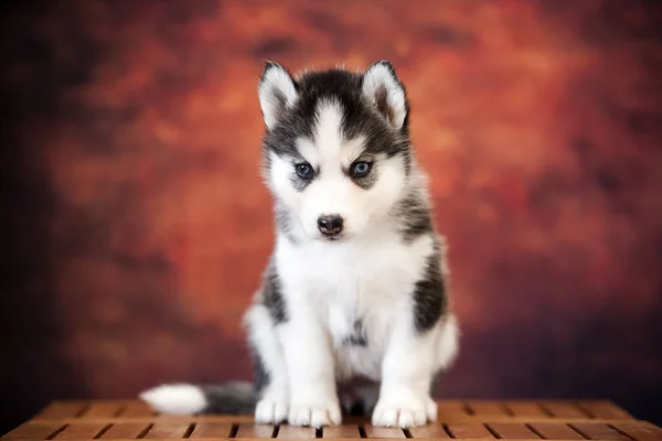 Χαριτωμένο Siberian Husky Κουτάβι Στο Στούντιο — Φωτογραφία Αρχείου