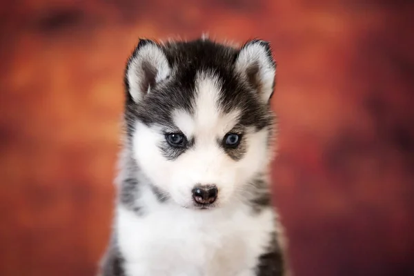 Schattig Siberisch Husky Puppy Studio — Stockfoto