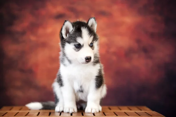 Bonito Siberiano Husky Filhote Cachorro Estúdio — Fotografia de Stock