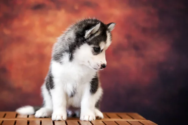 Stüdyoda Sevimli Sibirya Köpeciği — Stok fotoğraf